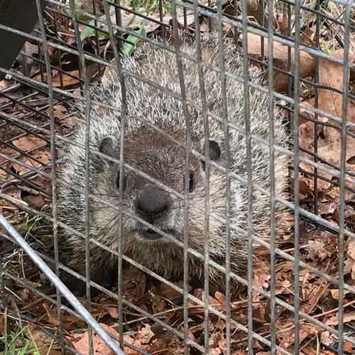 Had pest issue with a family of groundhogs. They w
