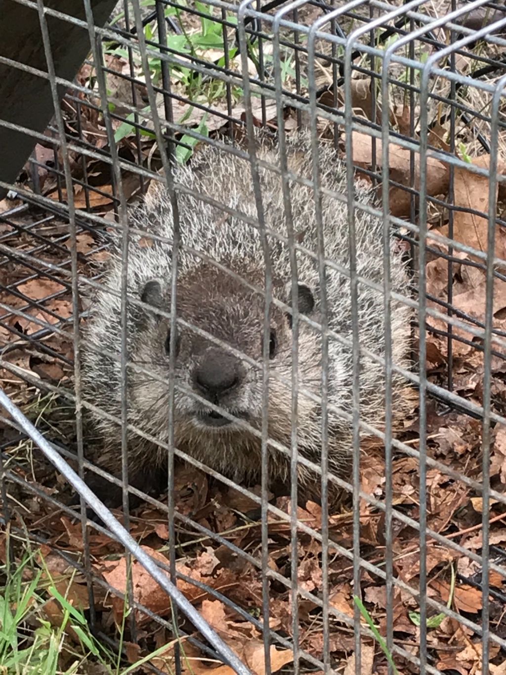 Had pest issue with a family of groundhogs. They w