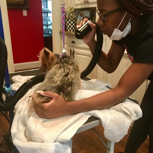 Jazzmine was very gentle and soothing as she groom