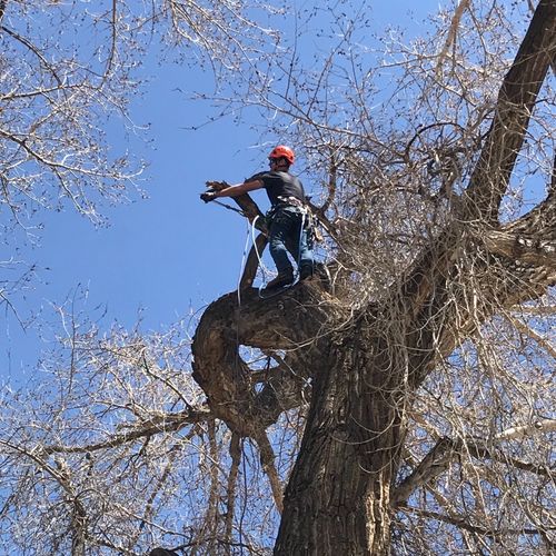 Ben is a well educated and professional arborist w