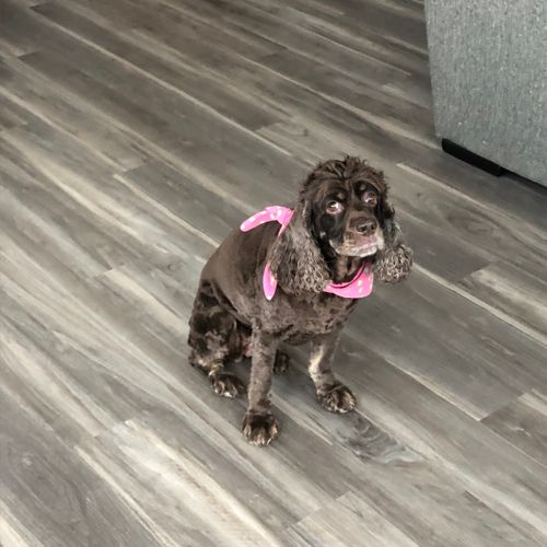 Amy groomed my 9 yo cocker spaniel yesterday!  She