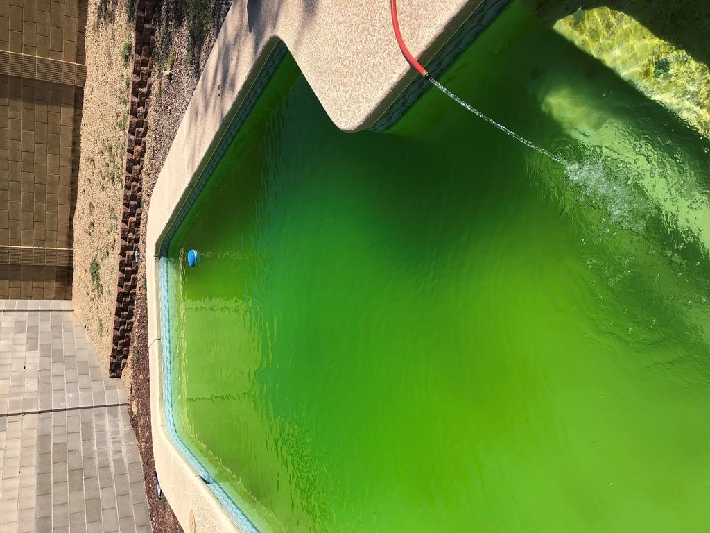 I needed a green pool cleaned right away for an in