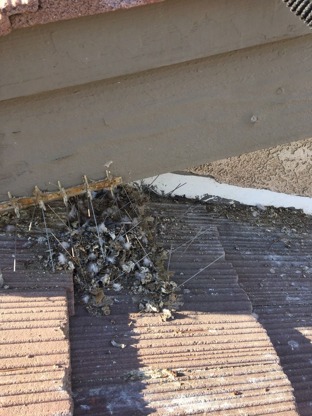 We have had a pigeon problem since moving into our