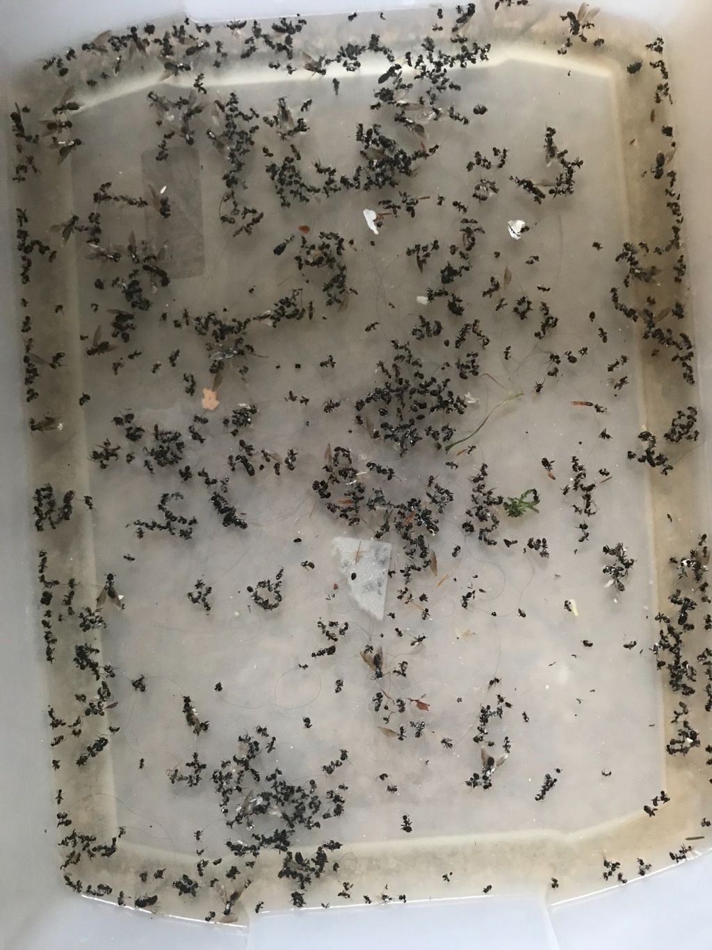 Customer photos