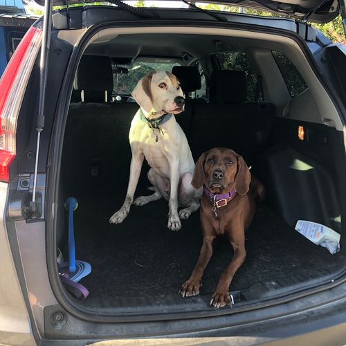 This was my first time sending my dogs off for pro