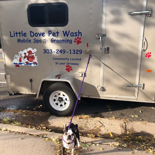 I highly recommend Little Dove Pet Wash! My dogs l