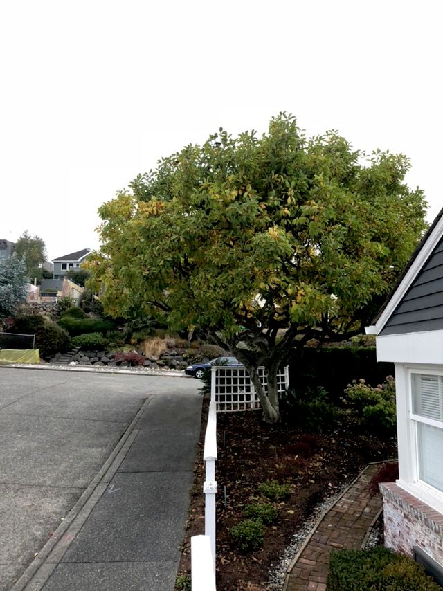 George pruned a very large Magnolia tree on our pr