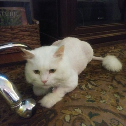Took my girlfriend's cat to get groomed as a birth
