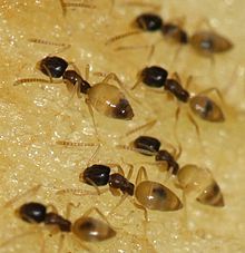 Ghost Ants{Sugar Ants)