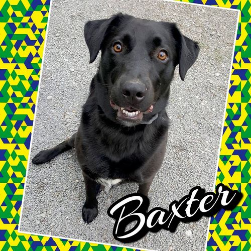 Baxter did a great job!
