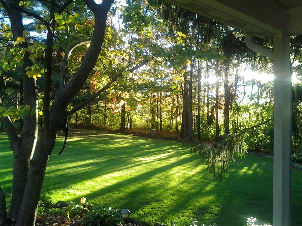 filtered sun light on a beautiful lawn
