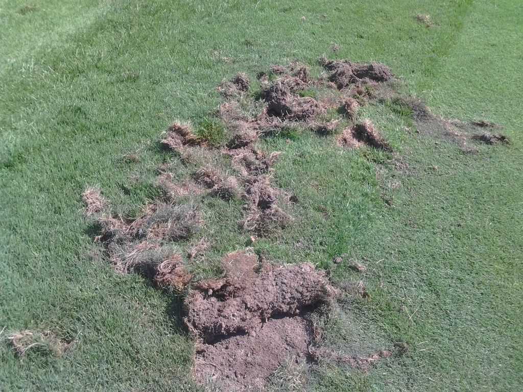 skunk damage looking for grubs