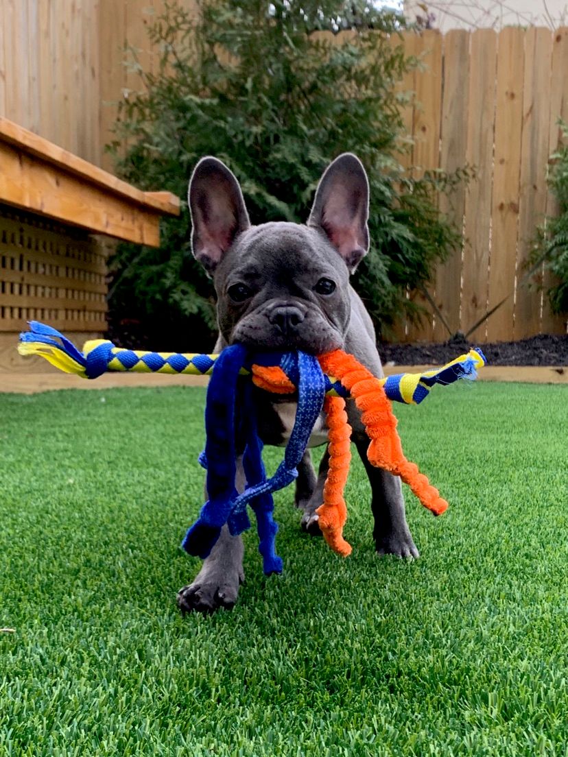 Play reward instead of treats is sometimes the way