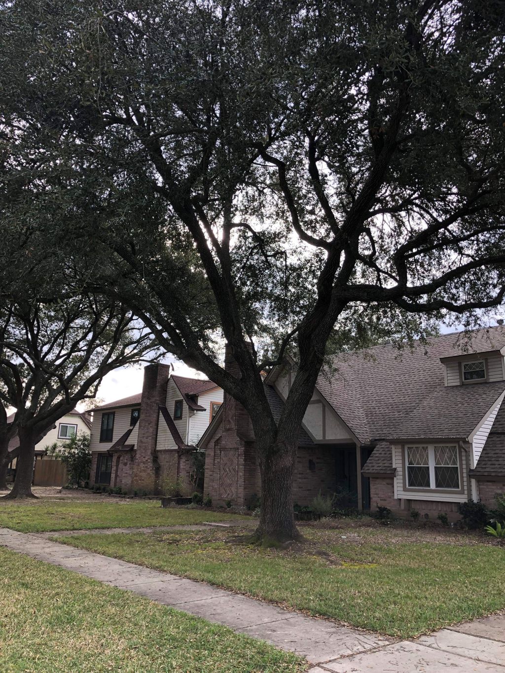 Tree Trimming and Removal