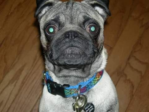 My best friend, and my muse