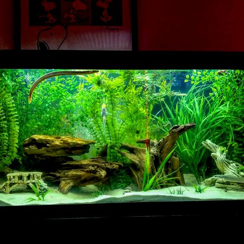 Client's freshwater aquarium after a cleaning.