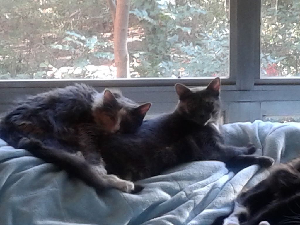 Poppy & Gigi