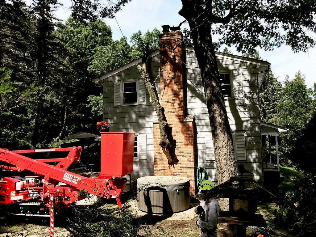 Leave the hard tree work to the pros!