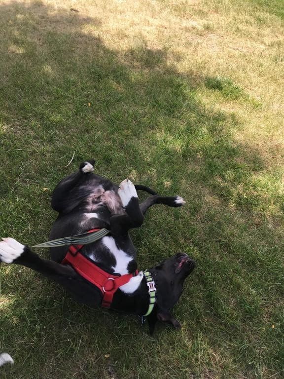 Breck going for a roll