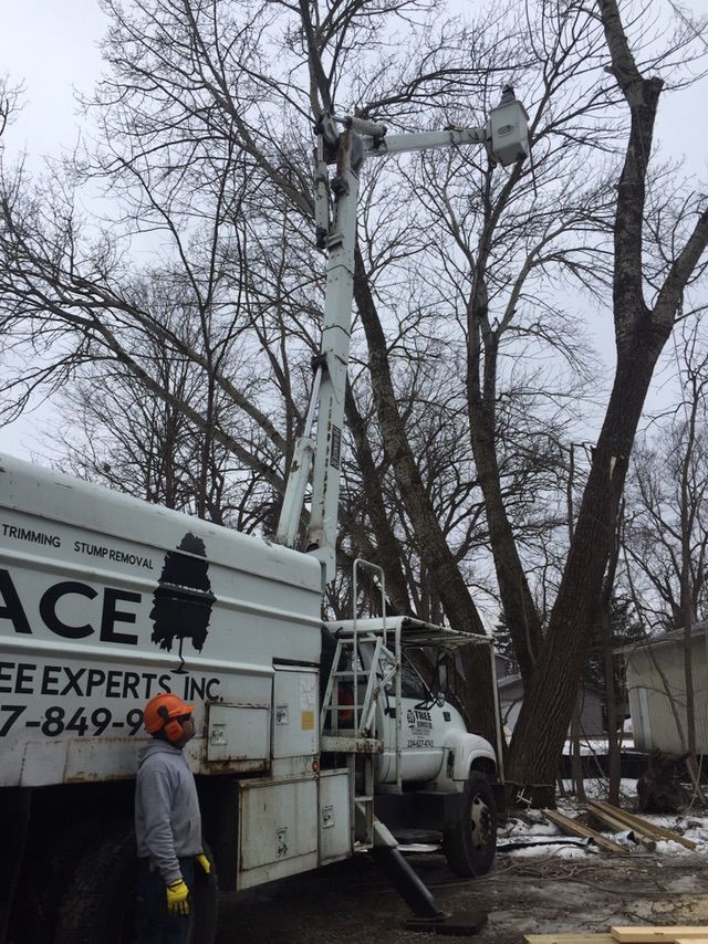 ace tree service