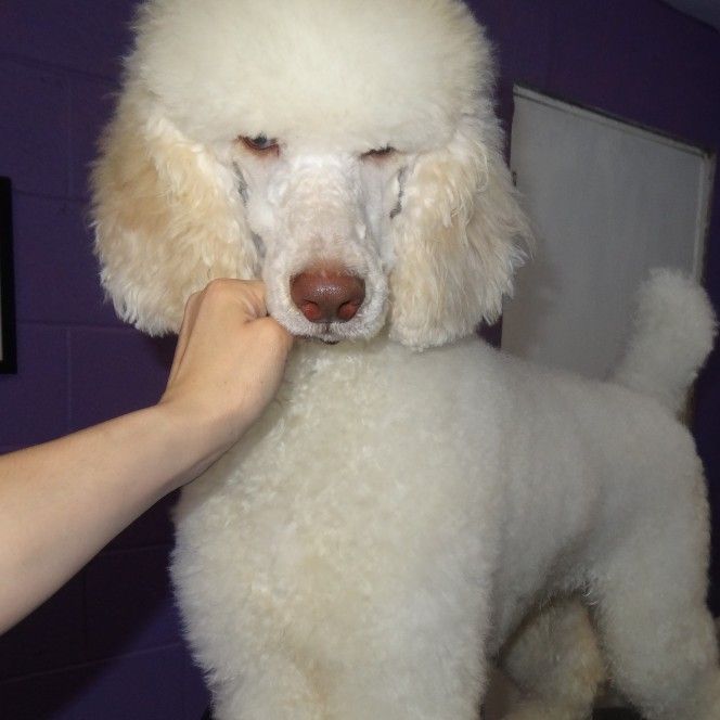Professional Pet Grooming Services