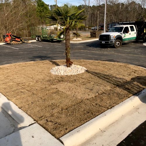 Sod and palm tree 