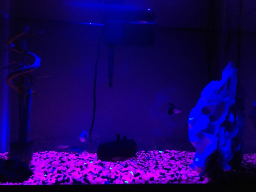 Customer photos