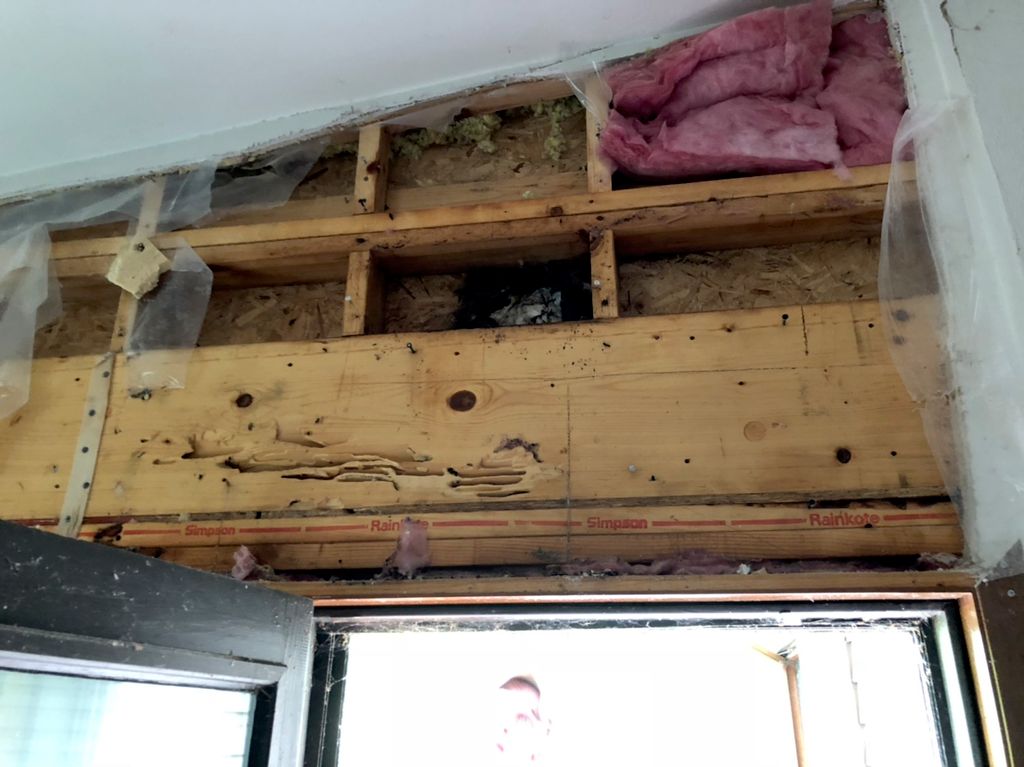 Carpenter ant damage