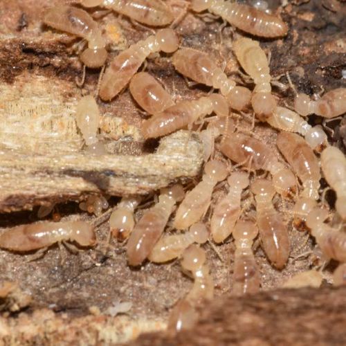 Termite Services