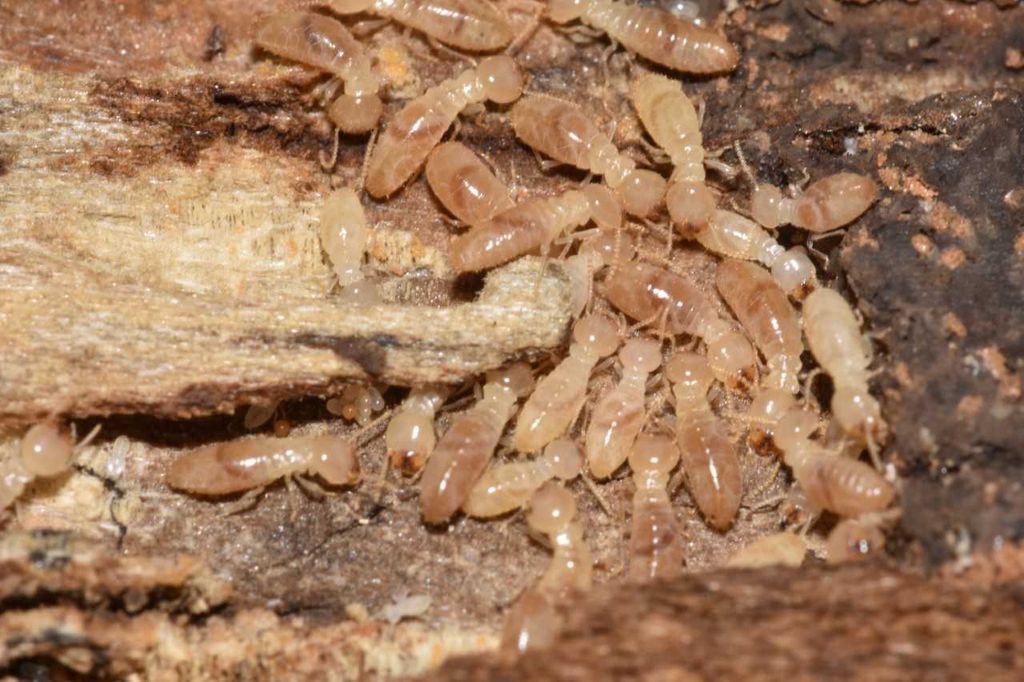 Termite Services