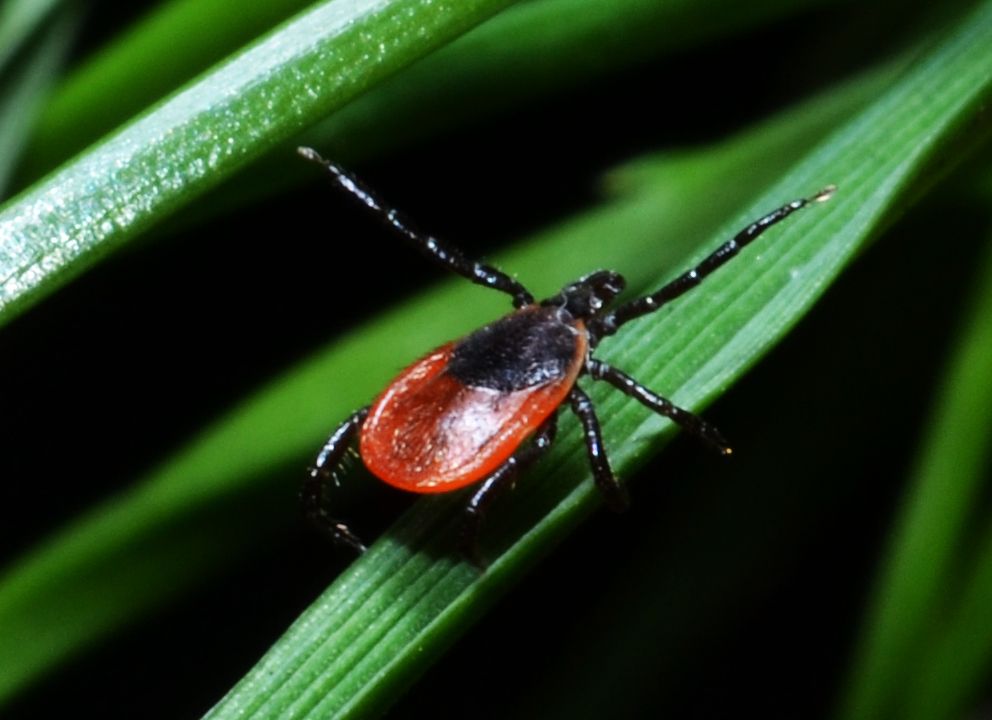 Tick Control Services 