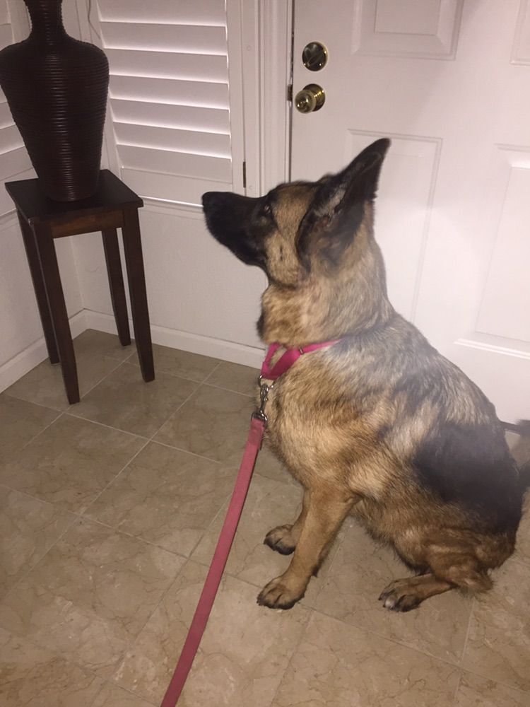 Learning to wait at the door calmly before being r