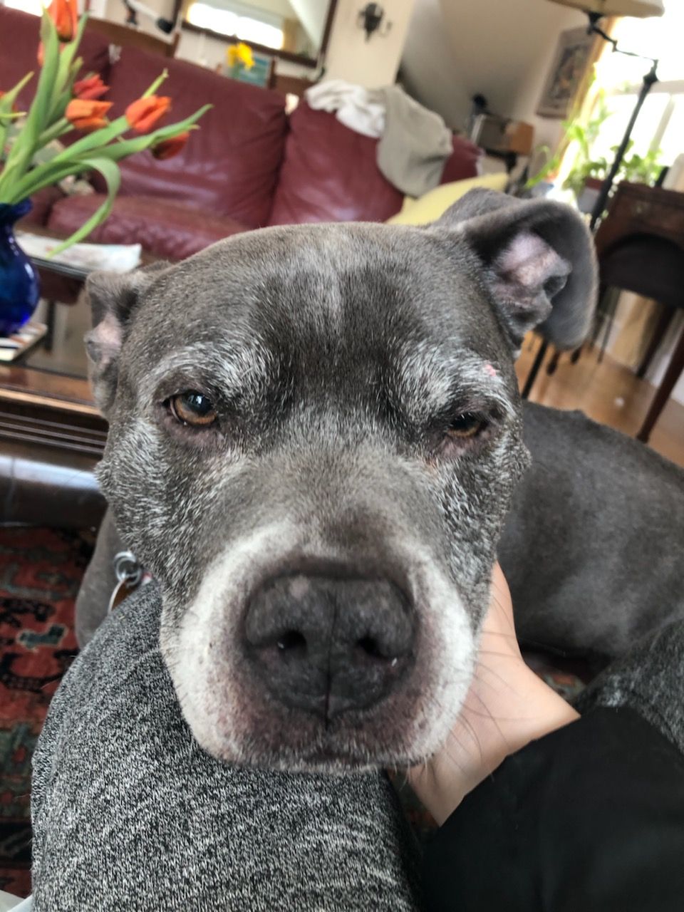 Sweet Bruzer
