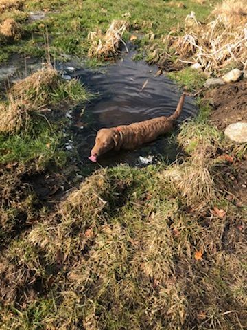 Wilmont out for a swim