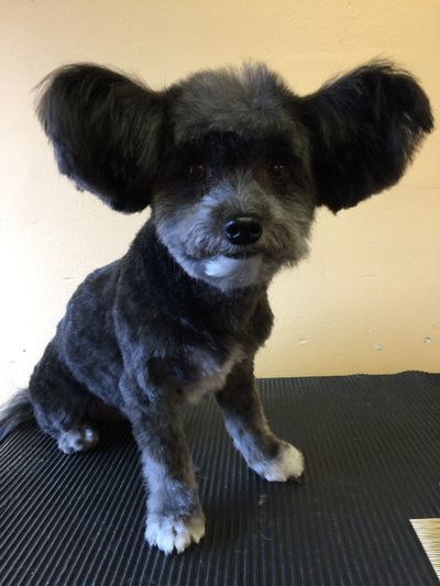 pride and groom mobile dog grooming