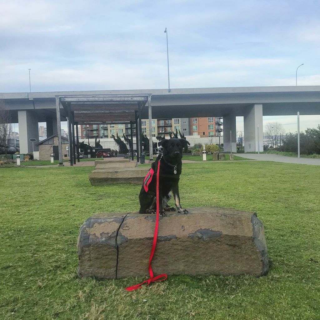 Holly the Service Dog 