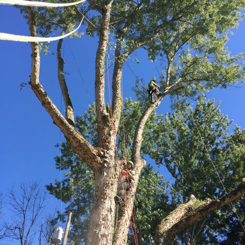Silver Maple removal