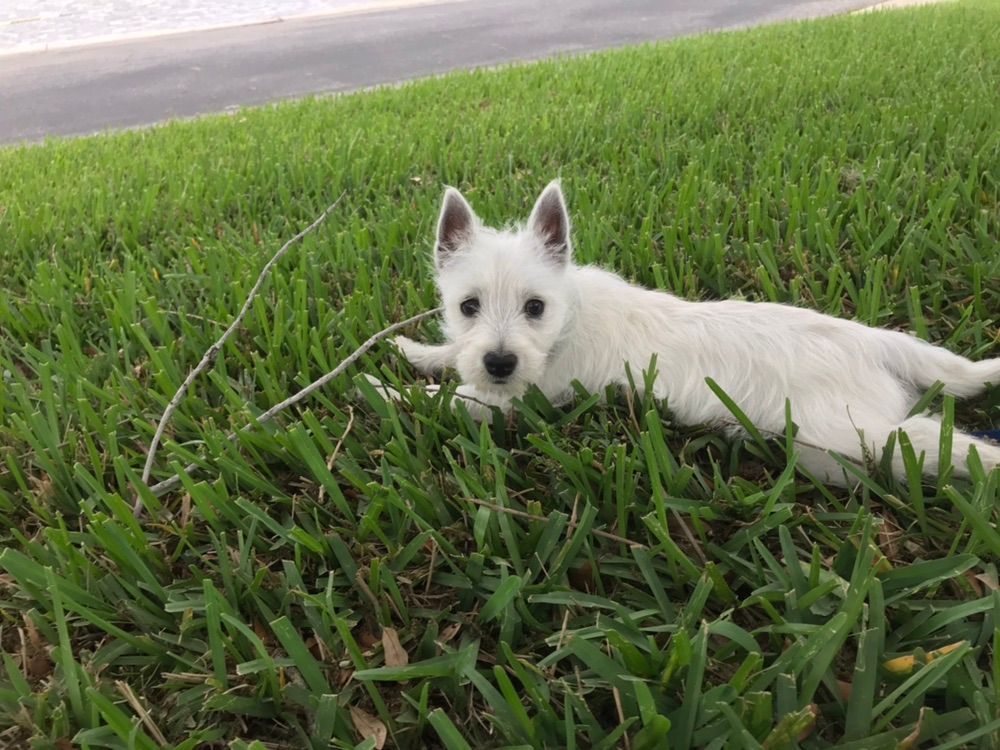 Finley 