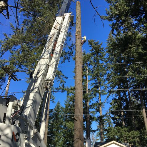 Large dead Fir removal