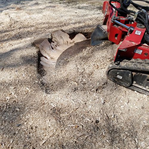 During Stump Grinding 3/16/2019