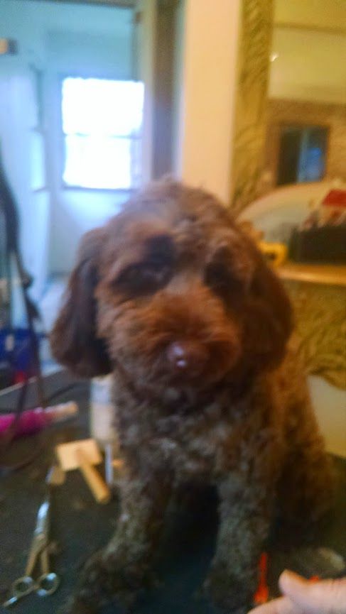 Coco after
