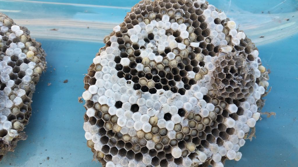 Paper wasp nest