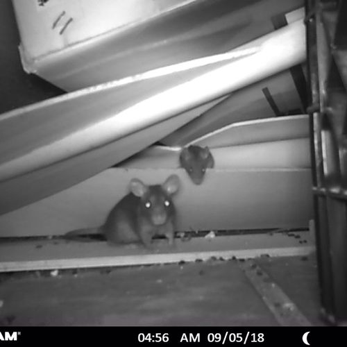 Roof rats observed using trail cam