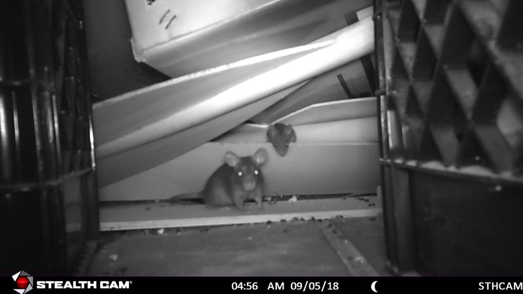 Roof rats observed using trail cam