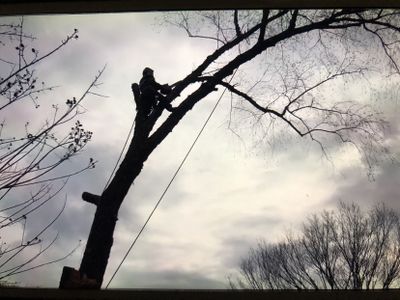 Avatar for Highlands Tree Service, LLC
