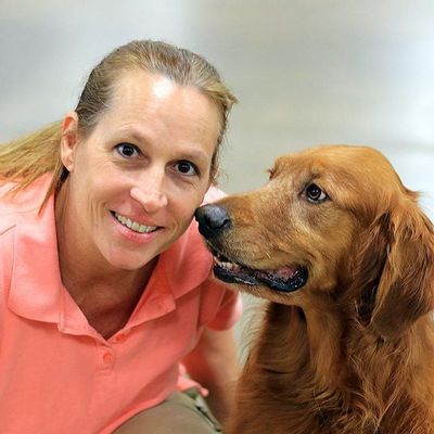 hills zd food sensitivities