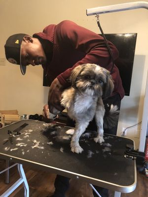 The 10 Best Mobile Dog Groomers in Douglasville, GA 2021