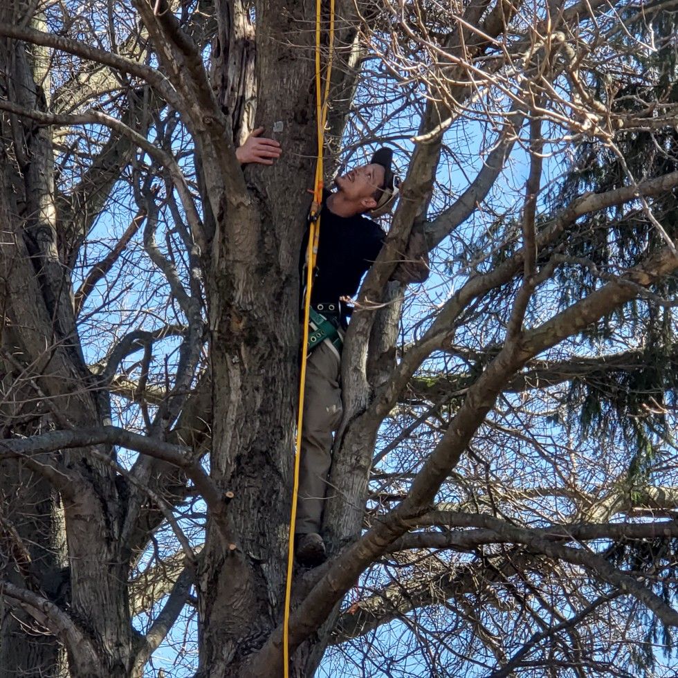 Harness Tree Service, LLC