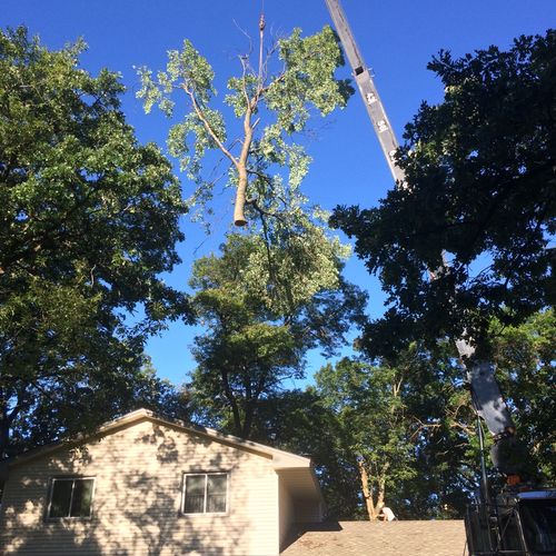 Cane Tree Removal Majestic Landcare
