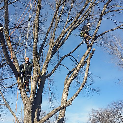 Tree Removal Majestic Landcare